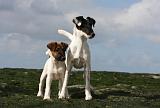 FOX TERRIER POIL LISSE 205